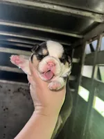 Polka dot , a male Cardigan Welsh Corgi for sale in Saint Elizabeth, MO – 2 of 7