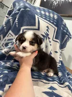 Big boy, a male Cardigan Welsh Corgi for sale in Saint Elizabeth, MO – 5 of 9
