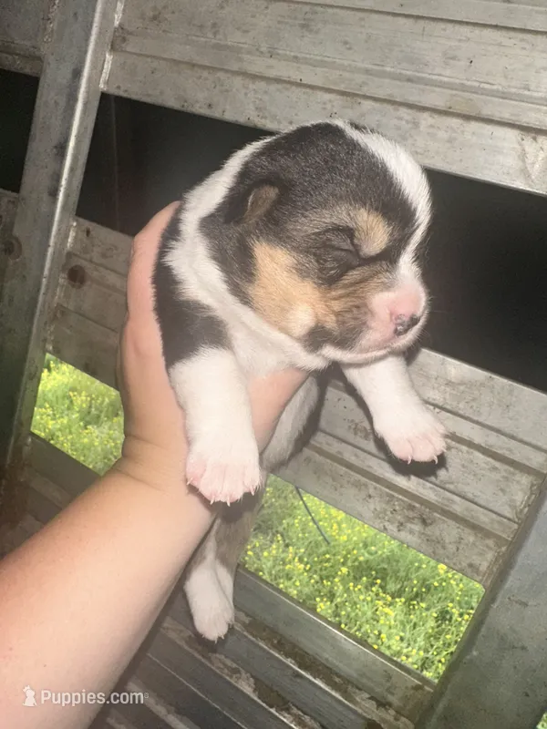 Chunky monkey – Cardigan Welsh Corgi puppy for sale in Saint Elizabeth, MO