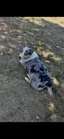 Polka dot , a male Cardigan Welsh Corgi for sale in Saint Elizabeth, MO – 7 of 7
