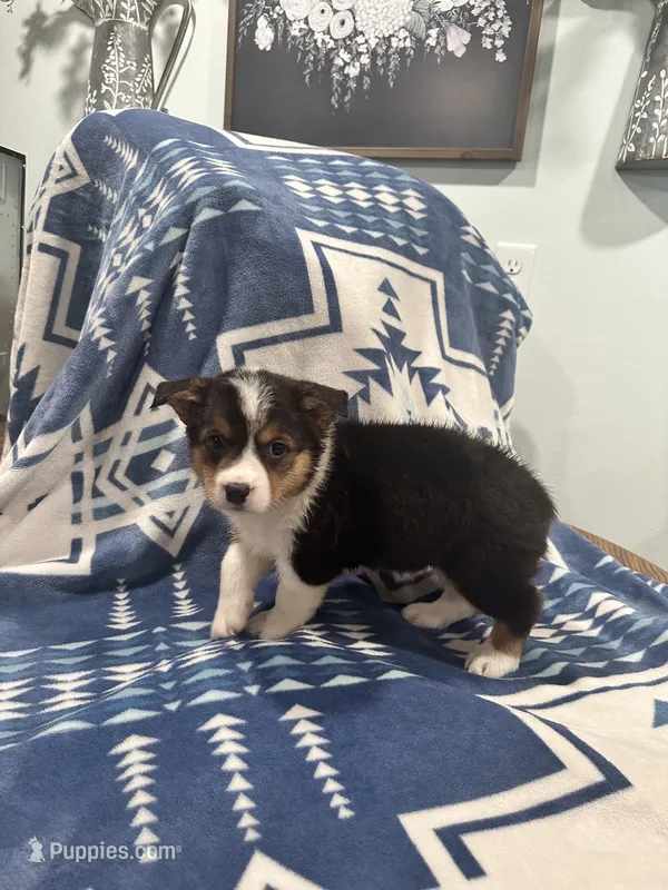 Chunky monkey – Cardigan Welsh Corgi puppy for sale in Saint Elizabeth, MO