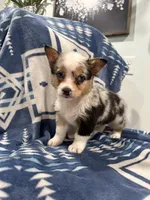 Runt Merle female - SALE PENDING, a female Cardigan Welsh Corgi for sale in Saint Elizabeth, MO – 3 of 9