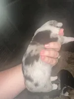 Runt Merle female , a female Cardigan Welsh Corgi for sale in Saint Elizabeth, MO – 2 of 7