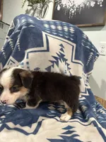 Big boy, a male Cardigan Welsh Corgi for sale in Saint Elizabeth, MO – 3 of 9