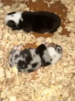 Runt Merle female , a female Cardigan Welsh Corgi for sale in Saint Elizabeth, MO – 3 of 7