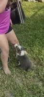 Bluey, a female Cardigan Welsh Corgi for sale in Saint Elizabeth, MO – 2 of 10