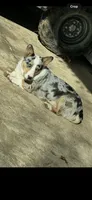 Polka dot , a male Cardigan Welsh Corgi for sale in Saint Elizabeth, MO – 6 of 7