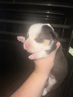 Polka dot , a male Cardigan Welsh Corgi for sale in Saint Elizabeth, MO – 1 of 7