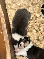 Bluey, a female Cardigan Welsh Corgi for sale in Saint Elizabeth, MO – 3 of 7