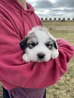 Snowflake, a female Great Pyrenees for sale in Hubbard, IA – Photo 10 of 10