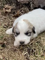 Snowflake, a female Great Pyrenees for sale in Hubbard, IA – Photo 5 of 10