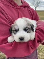 Snowflake, a female Great Pyrenees for sale in Hubbard, IA – Photo 3 of 10