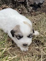 Snowflake, a female Great Pyrenees for sale in Hubbard, IA – Photo 6 of 10
