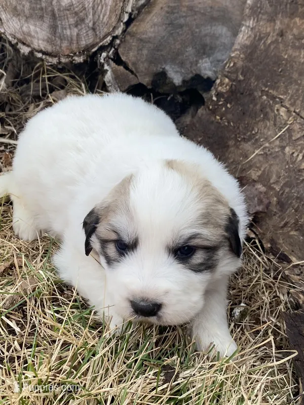 Snowflake – Great Pyrenees puppy for sale in Hubbard, IA