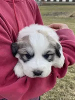 Snowflake, a female Great Pyrenees for sale in Hubbard, IA – Photo 2 of 10