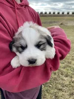 Snowflake, a female Great Pyrenees for sale in Hubbard, IA – Photo 8 of 10