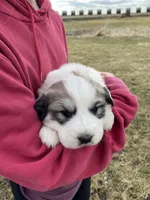 Snowflake, a female Great Pyrenees for sale in Hubbard, IA – Photo 9 of 10