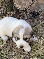 Maverick, a male Great Pyrenees for sale in Hubbard, IA – Photo 5 of 10