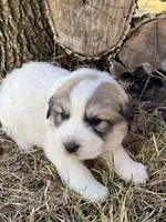 Maverick, a male Great Pyrenees for sale in Hubbard, IA – Photo 6 of 10