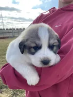 Maverick, a male Great Pyrenees for sale in Hubbard, IA – Photo 2 of 10