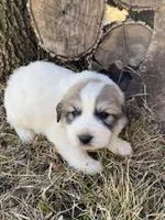 Maverick, a male Great Pyrenees for sale in Hubbard, IA – Photo 10 of 10