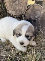 Maverick, a male Great Pyrenees for sale in Hubbard, IA – Photo 7 of 10