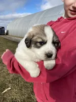 Maverick, a male Great Pyrenees for sale in Hubbard, IA – Photo 9 of 10