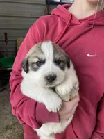 Maverick, a male Great Pyrenees for sale in Hubbard, IA – Photo 8 of 10