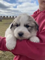 Sergeant, a male Great Pyrenees for sale in Hubbard, IA – Photo 3 of 10