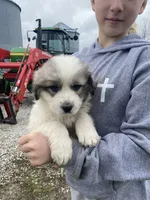 Bacon, a male Great Pyrenees for sale in Hubbard, IA – Photo 5 of 10