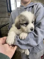 Bacon, a male Great Pyrenees for sale in Hubbard, IA – Photo 10 of 10
