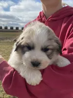 Sergeant, a male Great Pyrenees for sale in Hubbard, IA – Photo 1 of 10
