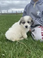 Bacon, a male Great Pyrenees for sale in Hubbard, IA – Photo 3 of 10