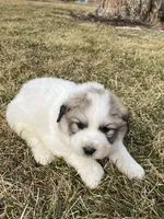 Sergeant, a male Great Pyrenees for sale in Hubbard, IA – Photo 7 of 10