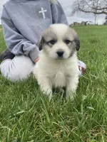 Bacon, a male Great Pyrenees for sale in Hubbard, IA – Photo 4 of 10