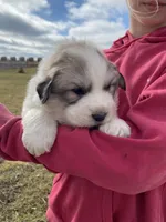 Sergeant, a male Great Pyrenees for sale in Hubbard, IA – Photo 10 of 10