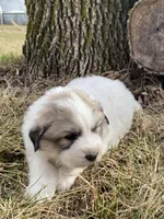 Sergeant, a male Great Pyrenees for sale in Hubbard, IA – Photo 2 of 10