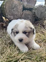 Sergeant, a male Great Pyrenees for sale in Hubbard, IA – Photo 6 of 10