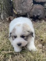 Sergeant, a male Great Pyrenees for sale in Hubbard, IA – Photo 9 of 10