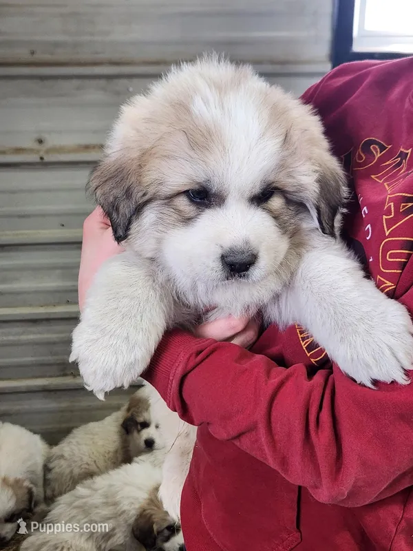 Sergeant – Great Pyrenees puppy for sale in Hubbard, IA