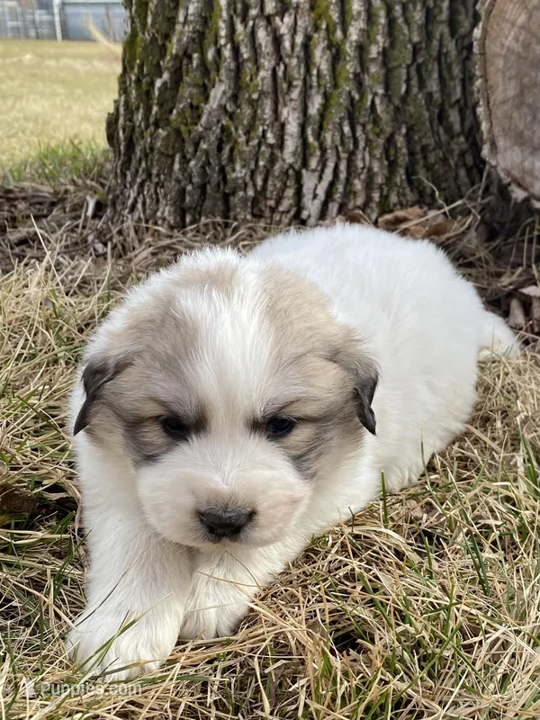Sergeant – Great Pyrenees puppy for sale in Hubbard, IA