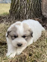 Sergeant, a male Great Pyrenees for sale in Hubbard, IA – Photo 5 of 10
