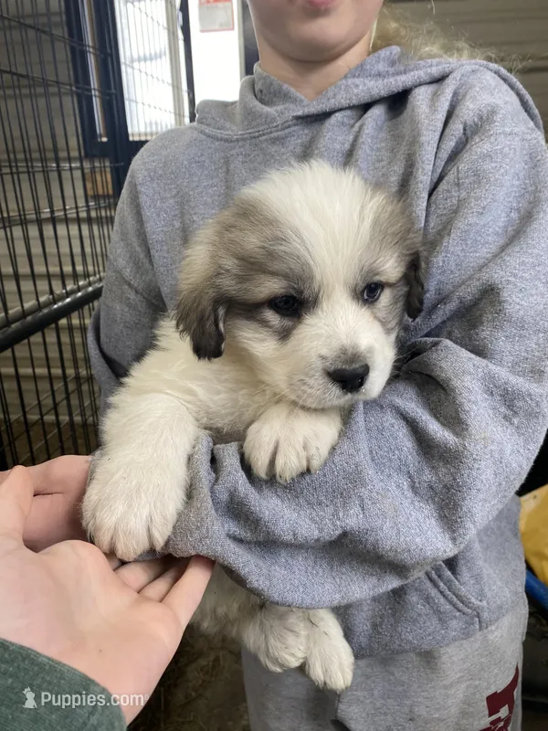 Bacon – Great Pyrenees puppy for sale in Hubbard, IA