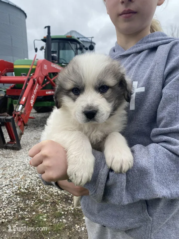 Bacon, a male Great Pyrenees for sale in Hubbard, IA – Photo 1 of 10