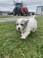 Bacon, a male Great Pyrenees for sale in Hubbard, IA – Photo 9 of 10