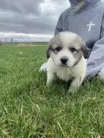 Bacon, a male Great Pyrenees for sale in Hubbard, IA – Photo 7 of 10