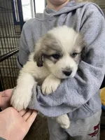 Bacon, a male Great Pyrenees for sale in Hubbard, IA – Photo 6 of 10