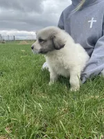 Bacon, a male Great Pyrenees for sale in Hubbard, IA – Photo 8 of 10