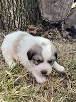Chiller, a male Great Pyrenees for sale in Hubbard, IA – Photo 10 of 10