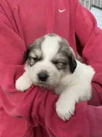 Chiller, a male Great Pyrenees for sale in Hubbard, IA – Photo 1 of 10